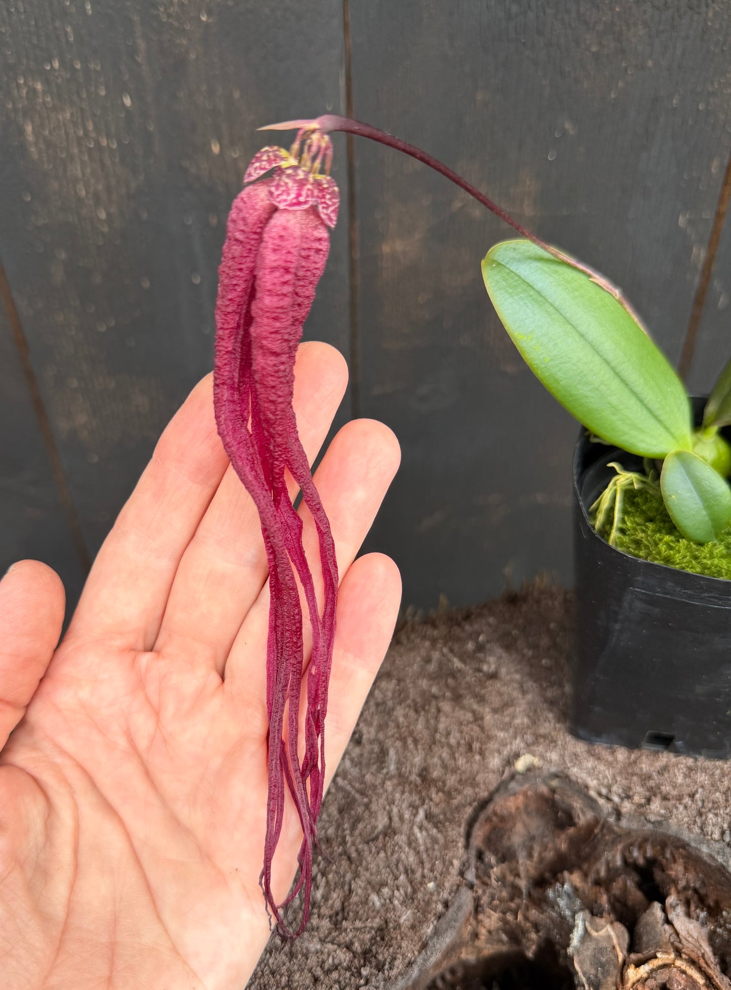Bulb. treschii