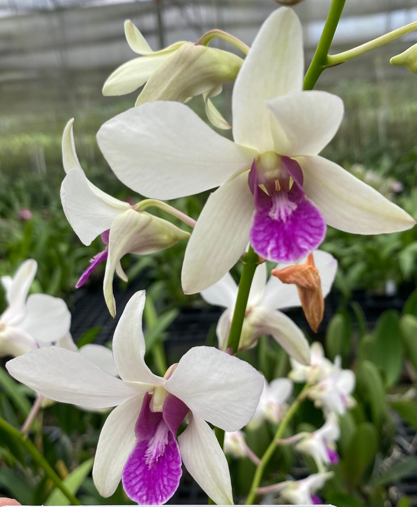 Den. Burana Charm