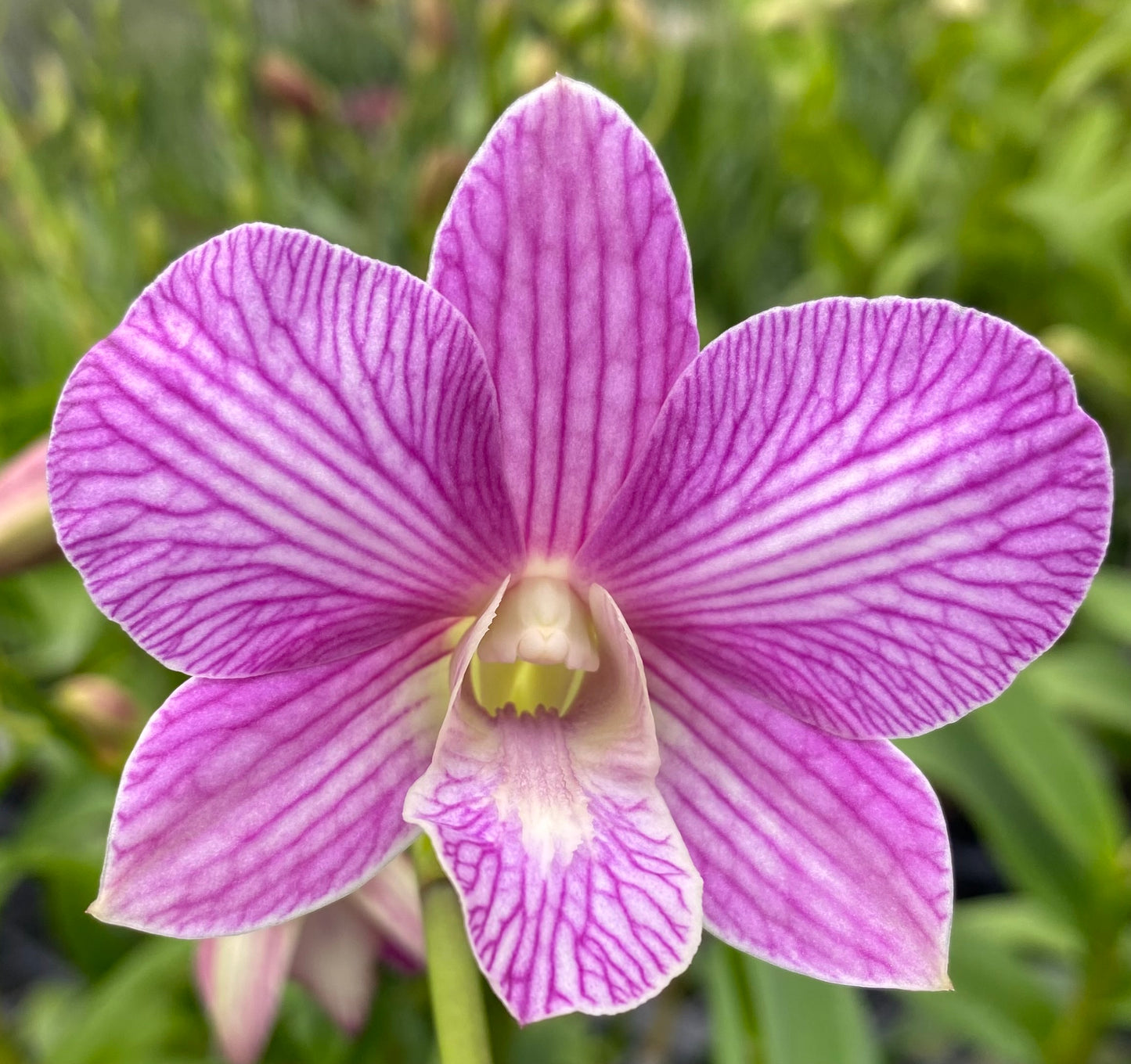 Assorted Dendrobium with Eco Pot