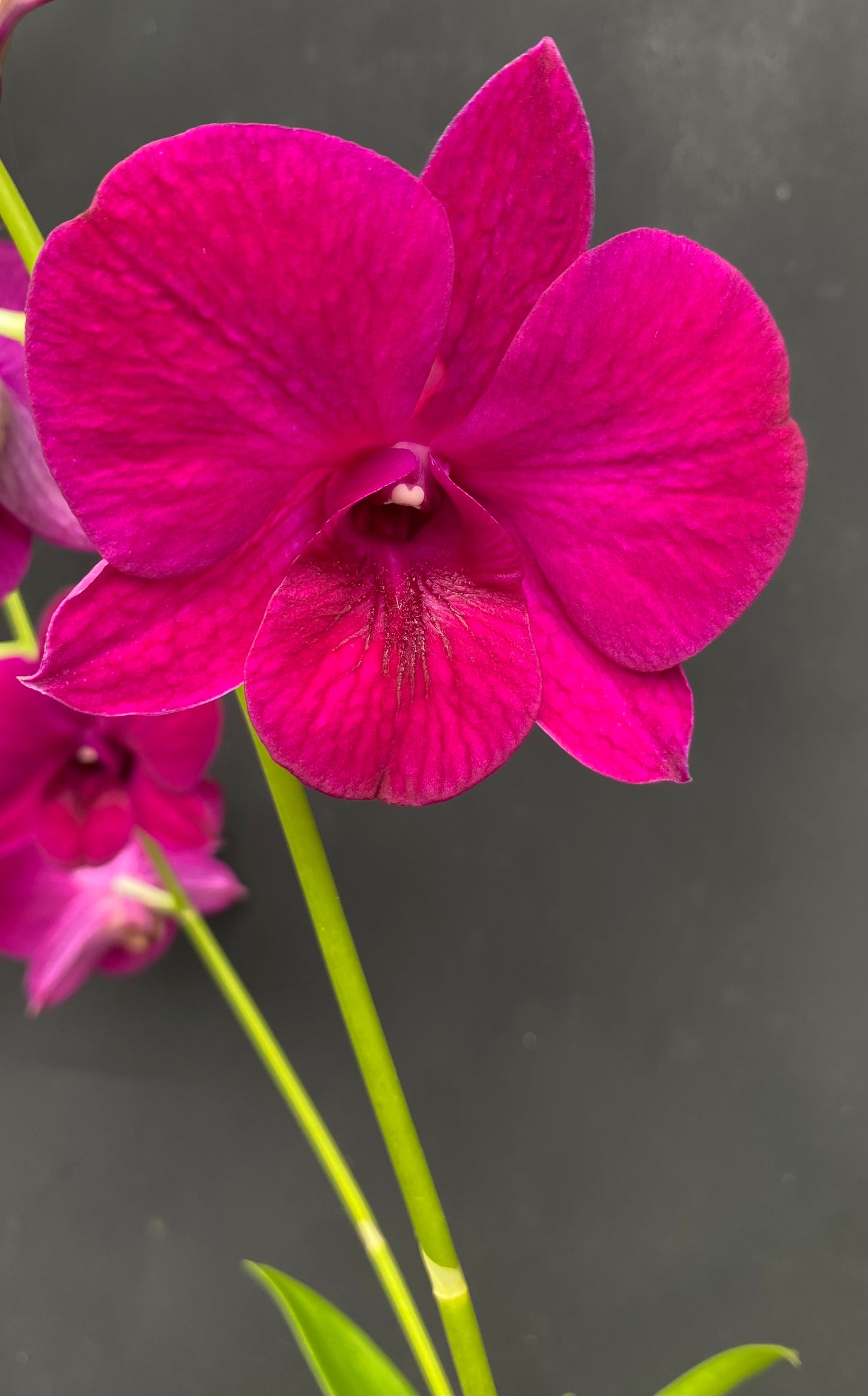 Assorted Dendrobium with Eco Pot