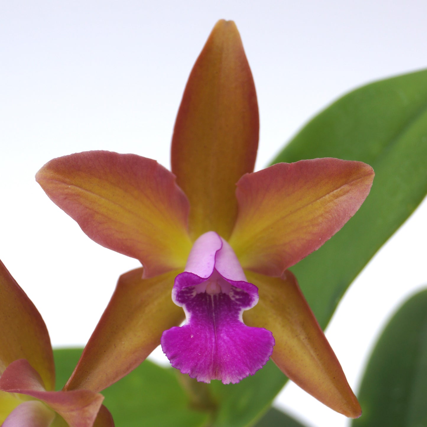 Blooming Size Cattleya Special - 2 plants