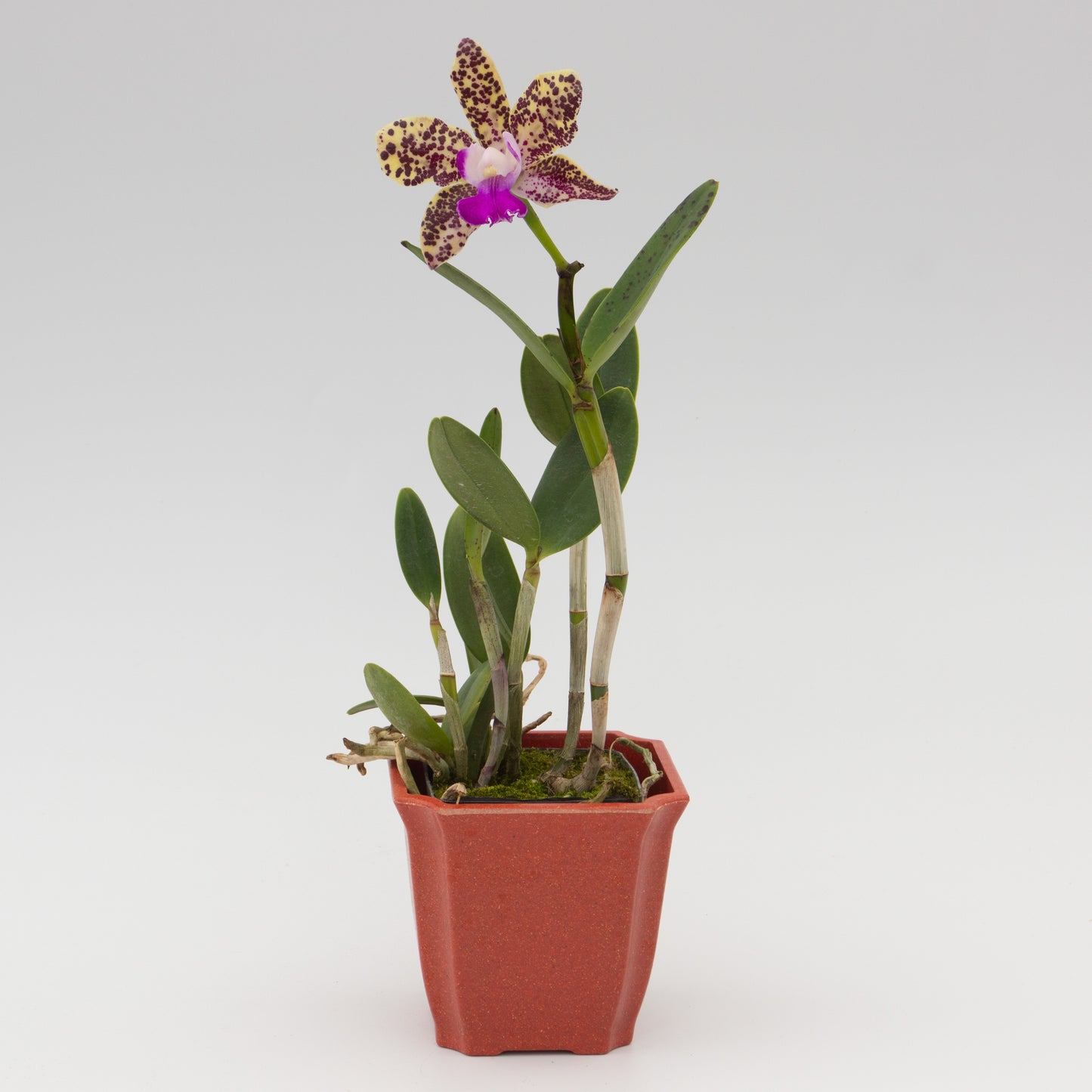 Cattleya Hot Spot 'Punatic' AM/AOS