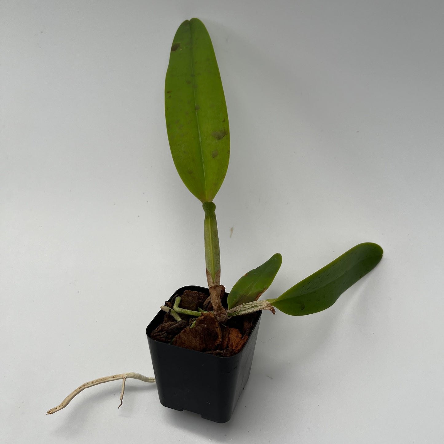 C. Princess v. coerulea