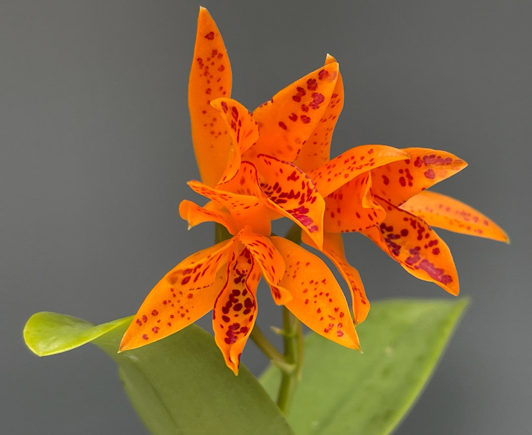 C. Harmill 'orange glow' x gur. aurantiaca 'mishima spots'
