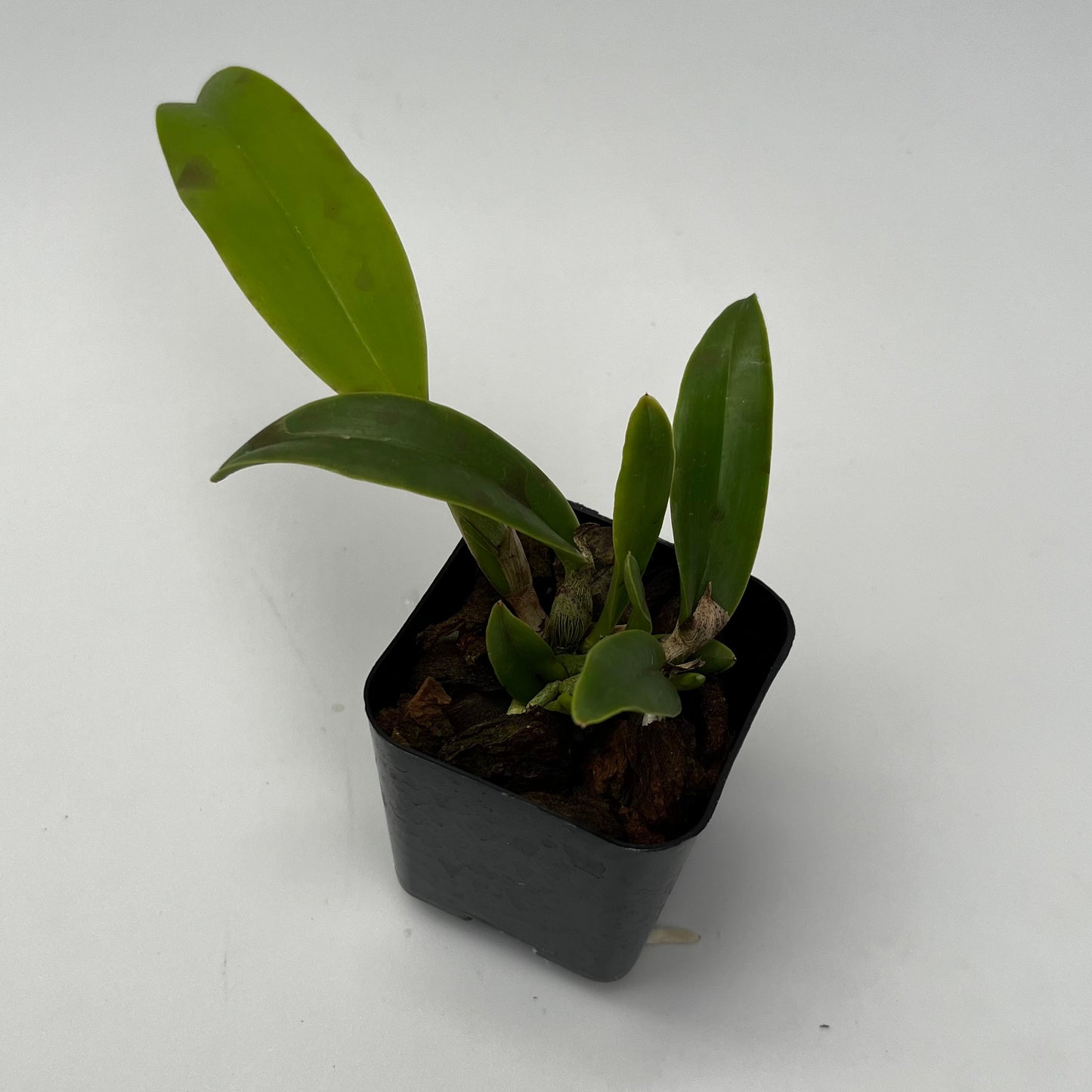 Cattleya lueddemanniana v. semi-alba 'Margaret' AM/AOS