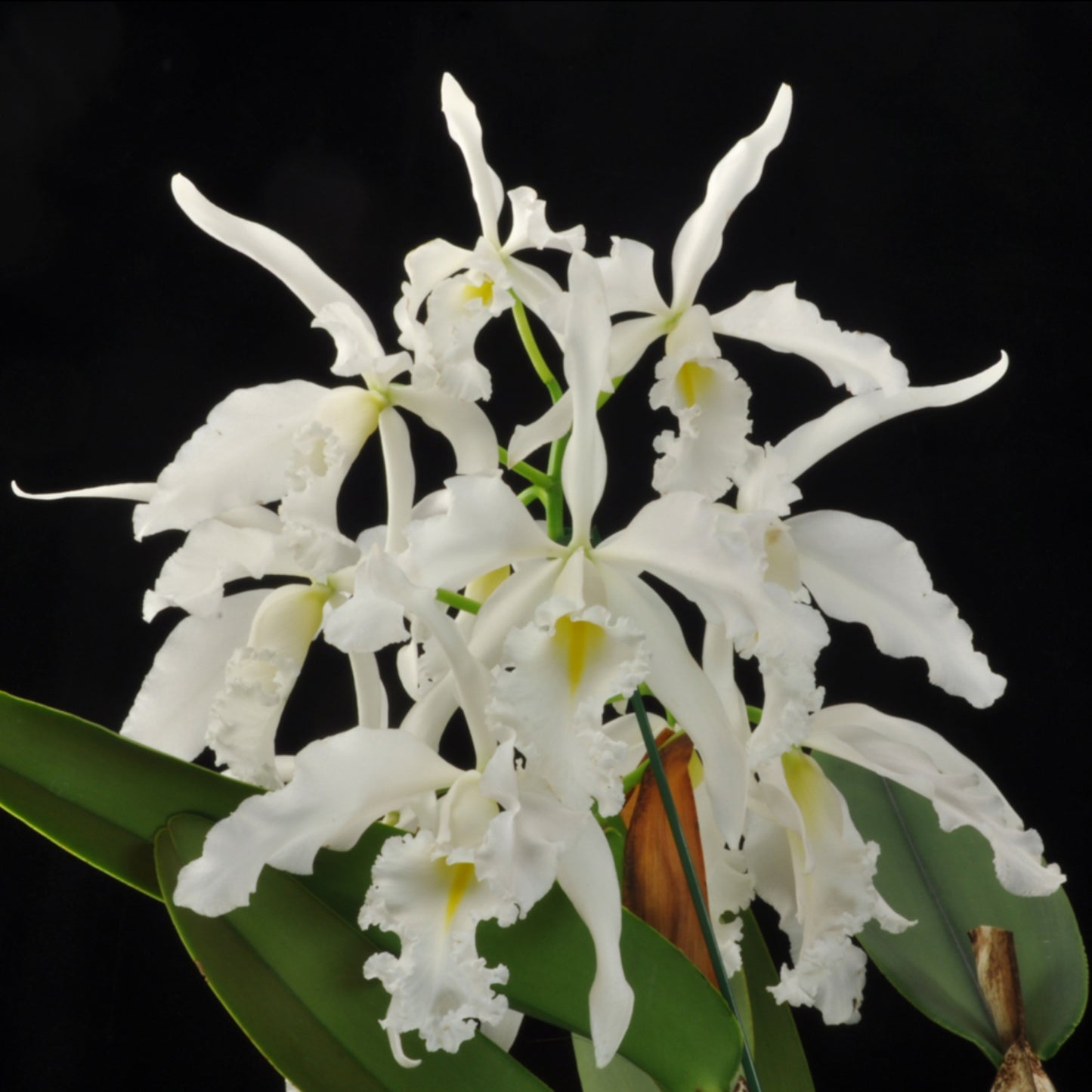 Cattleya maxima var. alba