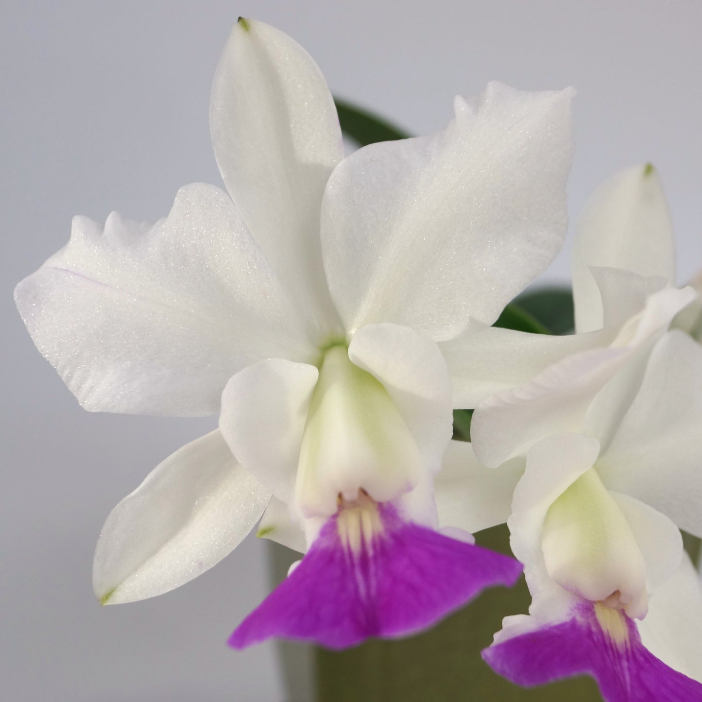 Cattleya walkeriana v. semi-alba