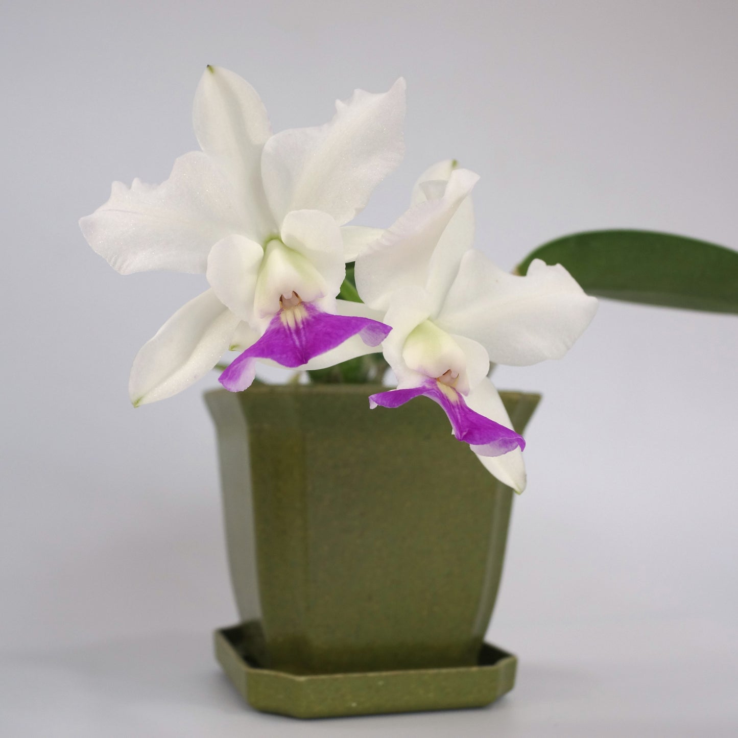 Cattleya walkeriana v. semi-alba