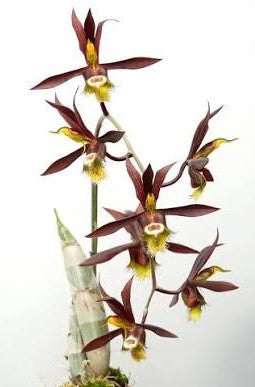 Catasetum saccatum