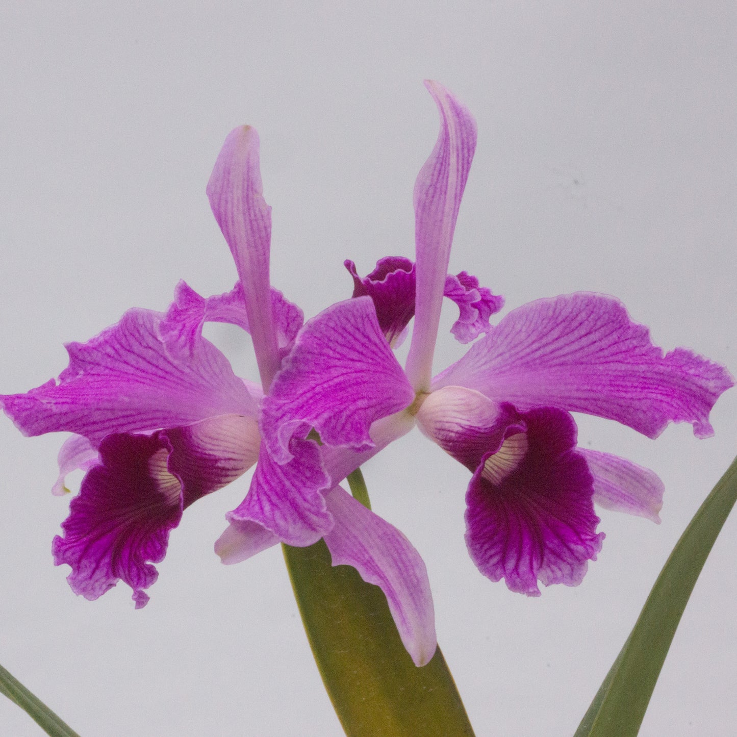 Blooming Size Cattleya Special - 2 plants