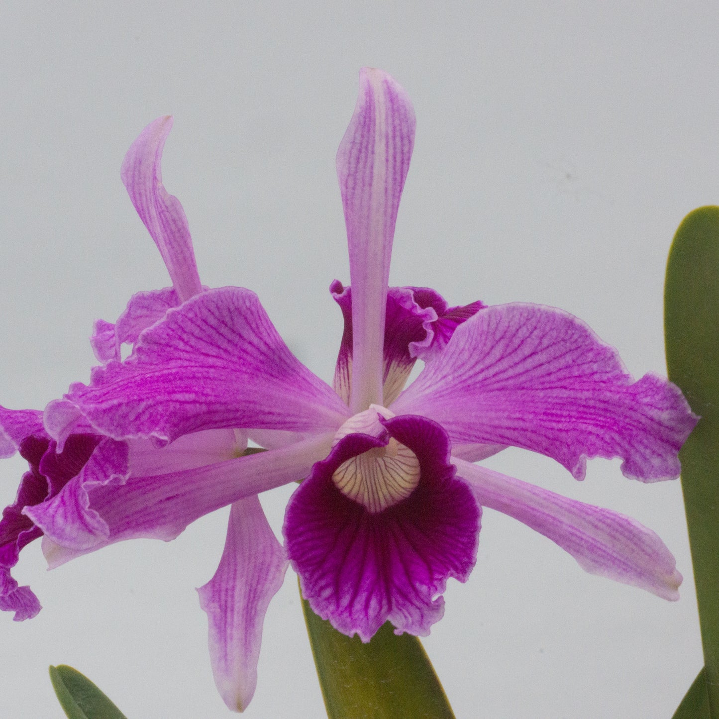 Cattleya purpurata var. striata