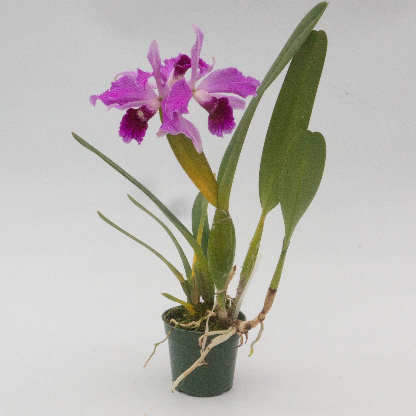 Cattleya purpurata var. striata