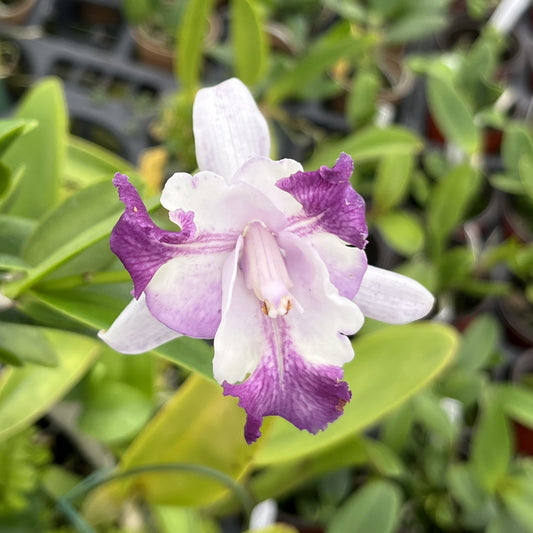 Cattleya intermedia