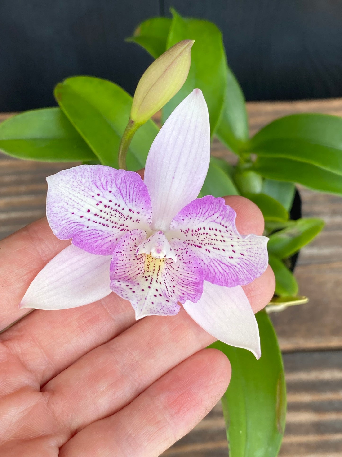 Caulocattleya Chantilly Lace 'Twinkle'