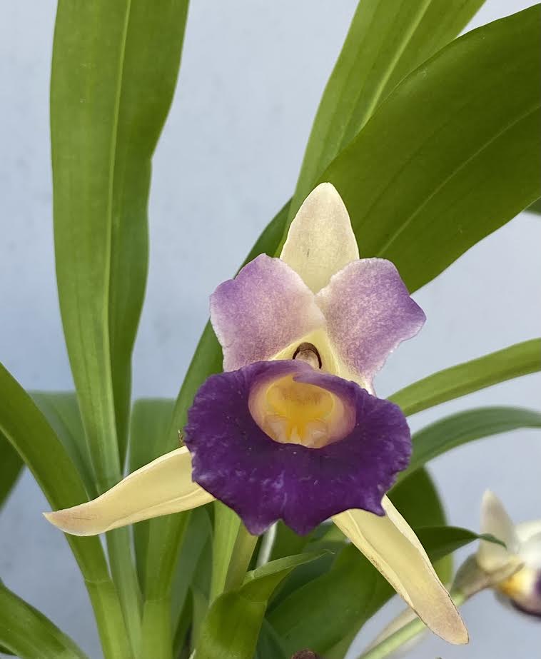 Cochleanthes discolor x sib in 5" eco pot