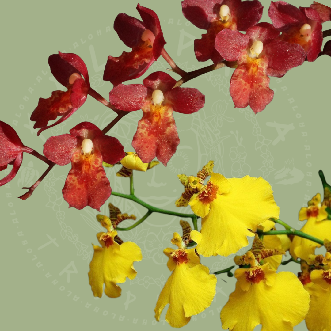 Hwra. Puanani 'Lava Burst' + Onc. Aloha Iwanaga - Shipping Incuded!*