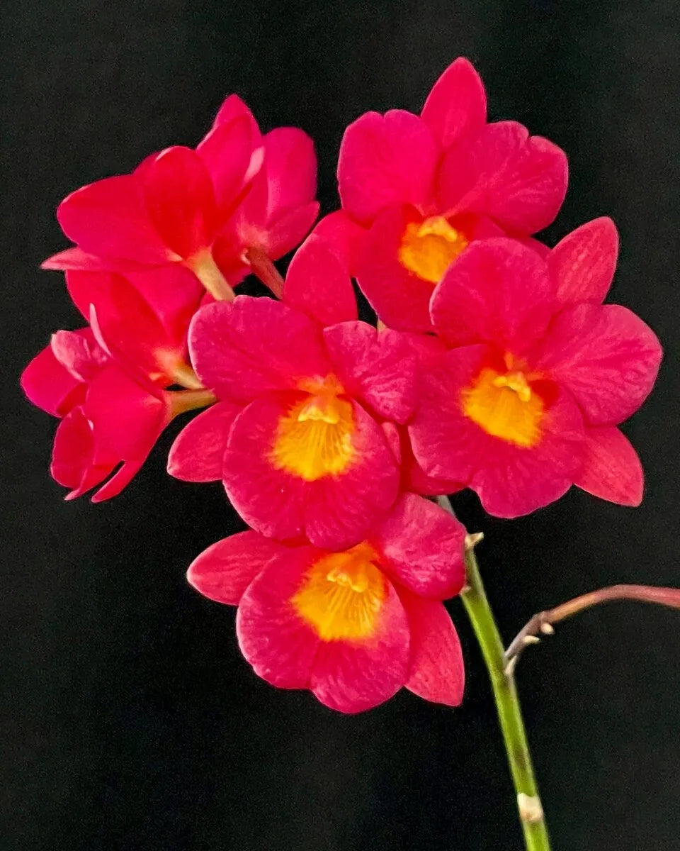 Cattleytonia Why Not 'Red'