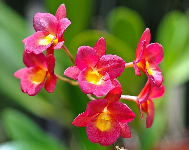 Cattleytonia Why Not 'Red'