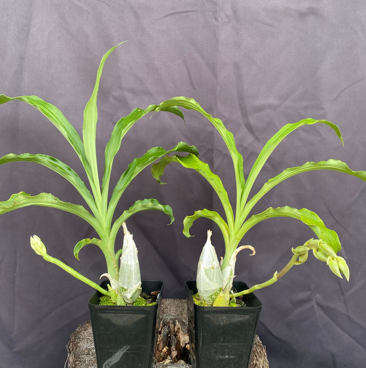 Ctsm. 'Frilly Doris'