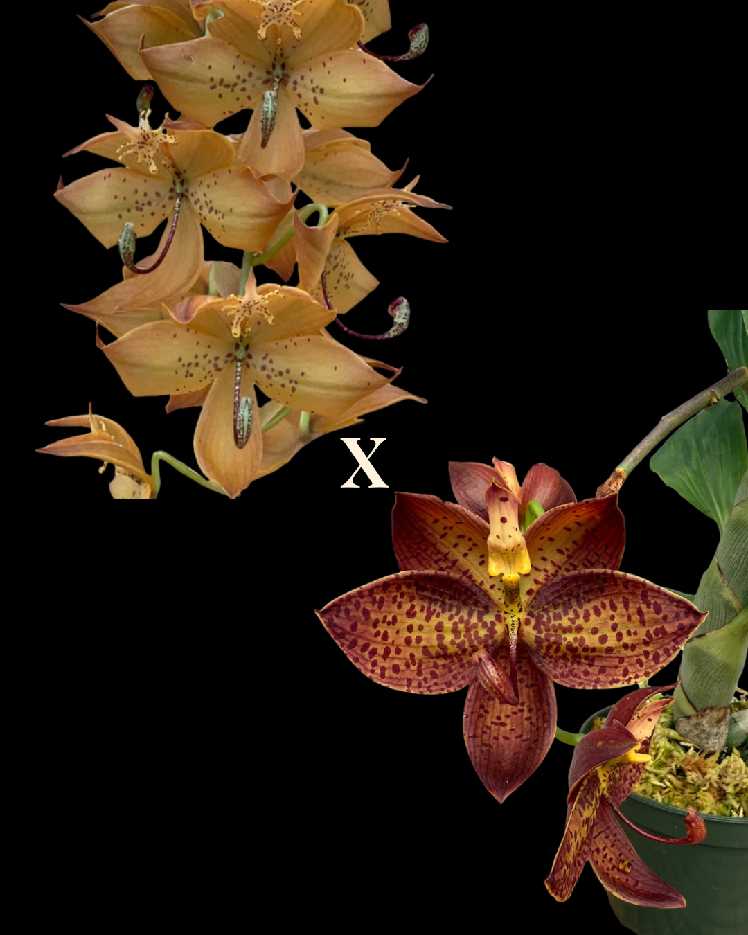 Cyc. William Clarke '#2' x Cyc Brown's Choice 'Spotted Swan'