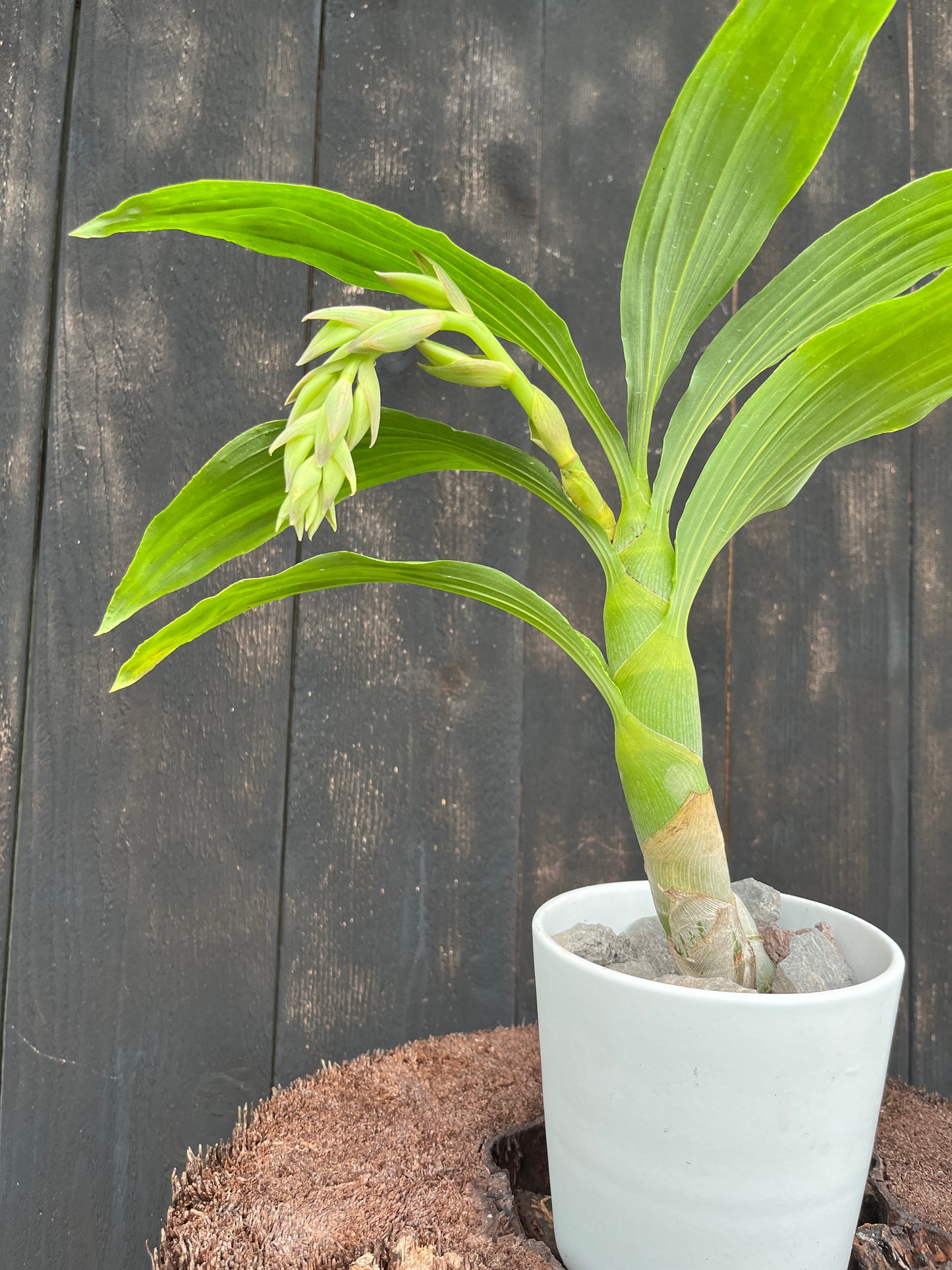 Cyc. The Grinch 'Copper' x Cyc. cooperi 'Super Dark' AM/AOS