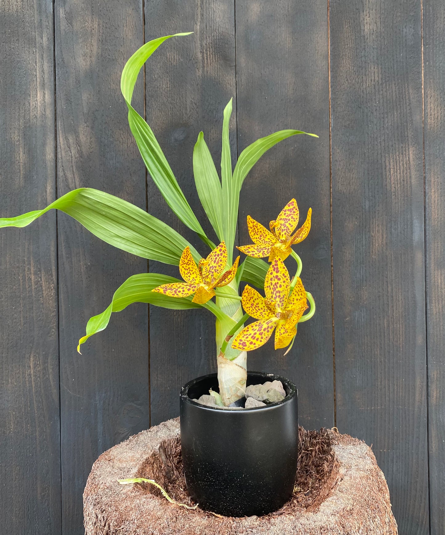 Cycd. Leopard's Gold