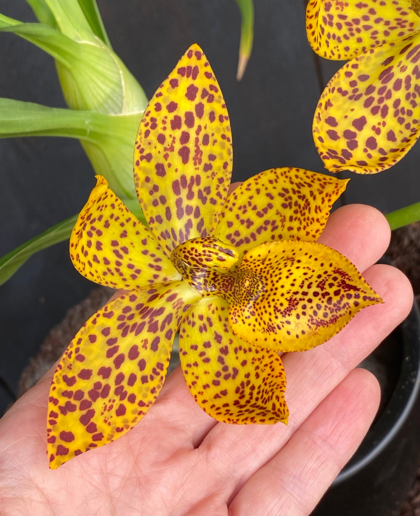 Cycd. Leopard's Gold