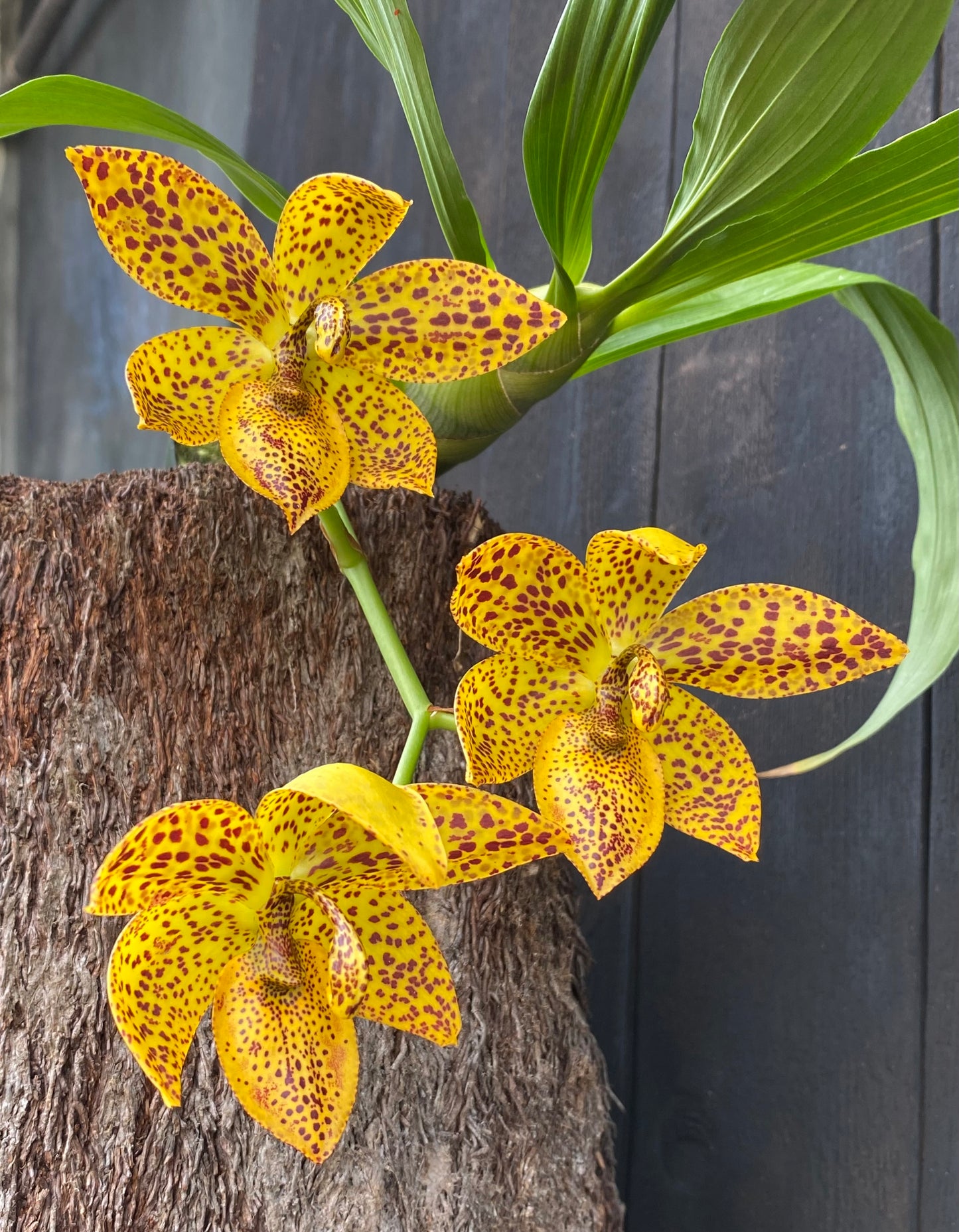 Cycd. Leopard's Gold