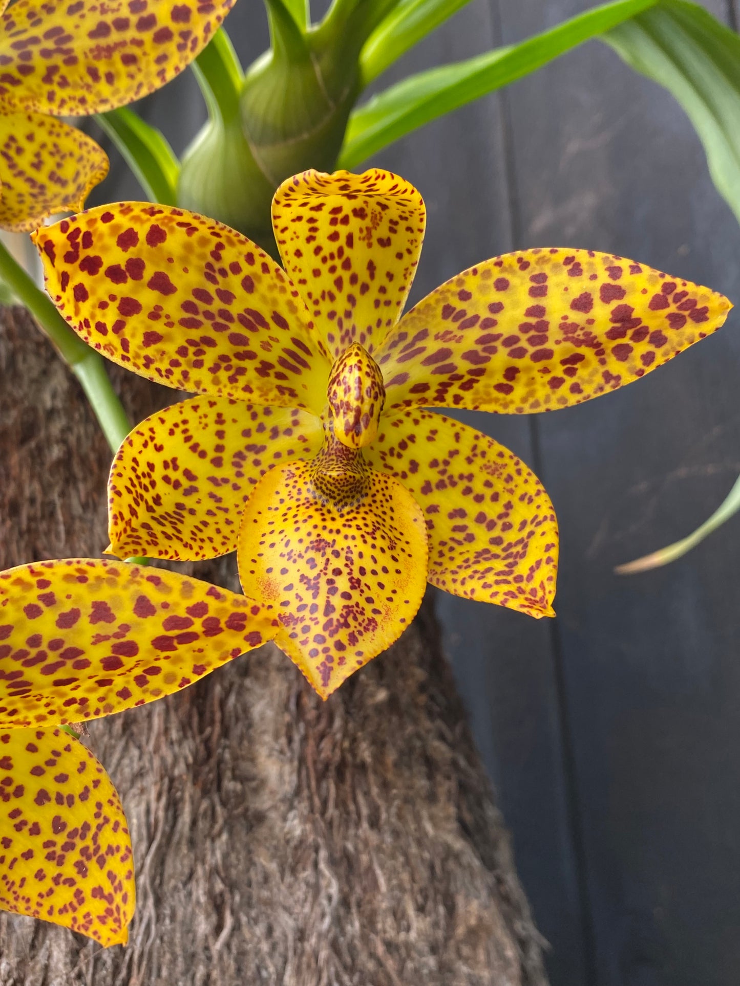 Cycd. Leopard's Gold