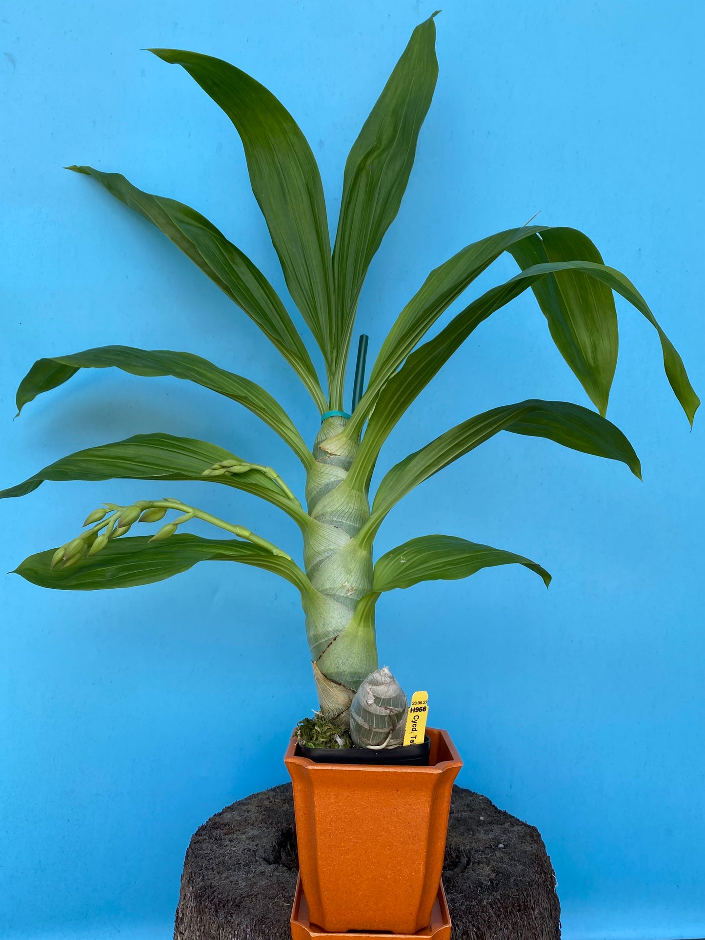 Cycnodes (Cycd.) Taiwan Gold ‘Orange’ with Eco Pot