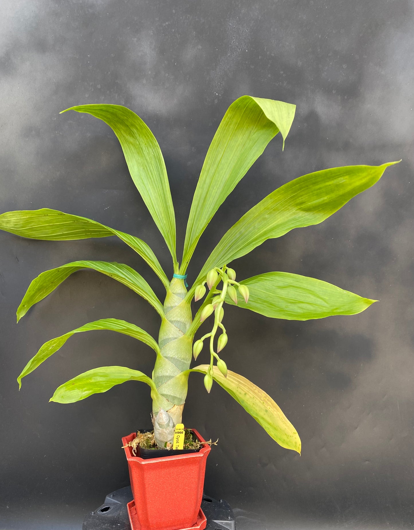Cycnodes (Cycd.) Taiwan Gold ‘Orange’ with Eco Pot