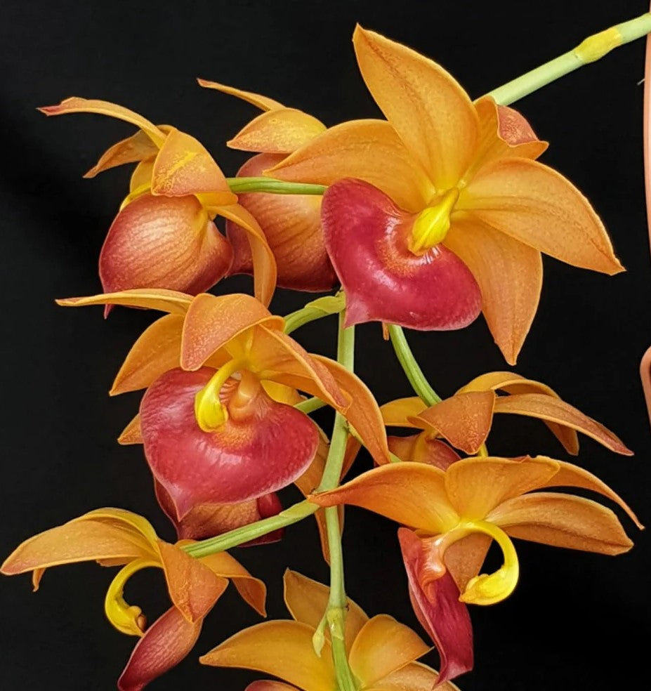 Cycnodes (Cycd.) Taiwan Gold ‘Orange’ with Eco Pot