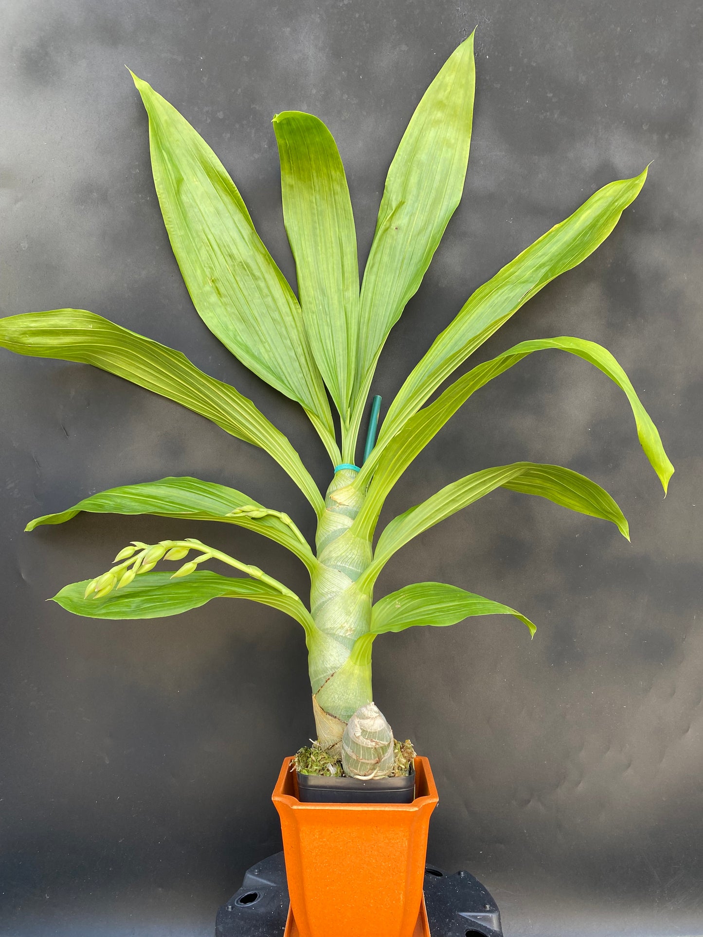 Cycnodes (Cycd.) Taiwan Gold ‘Orange’ with Eco Pot