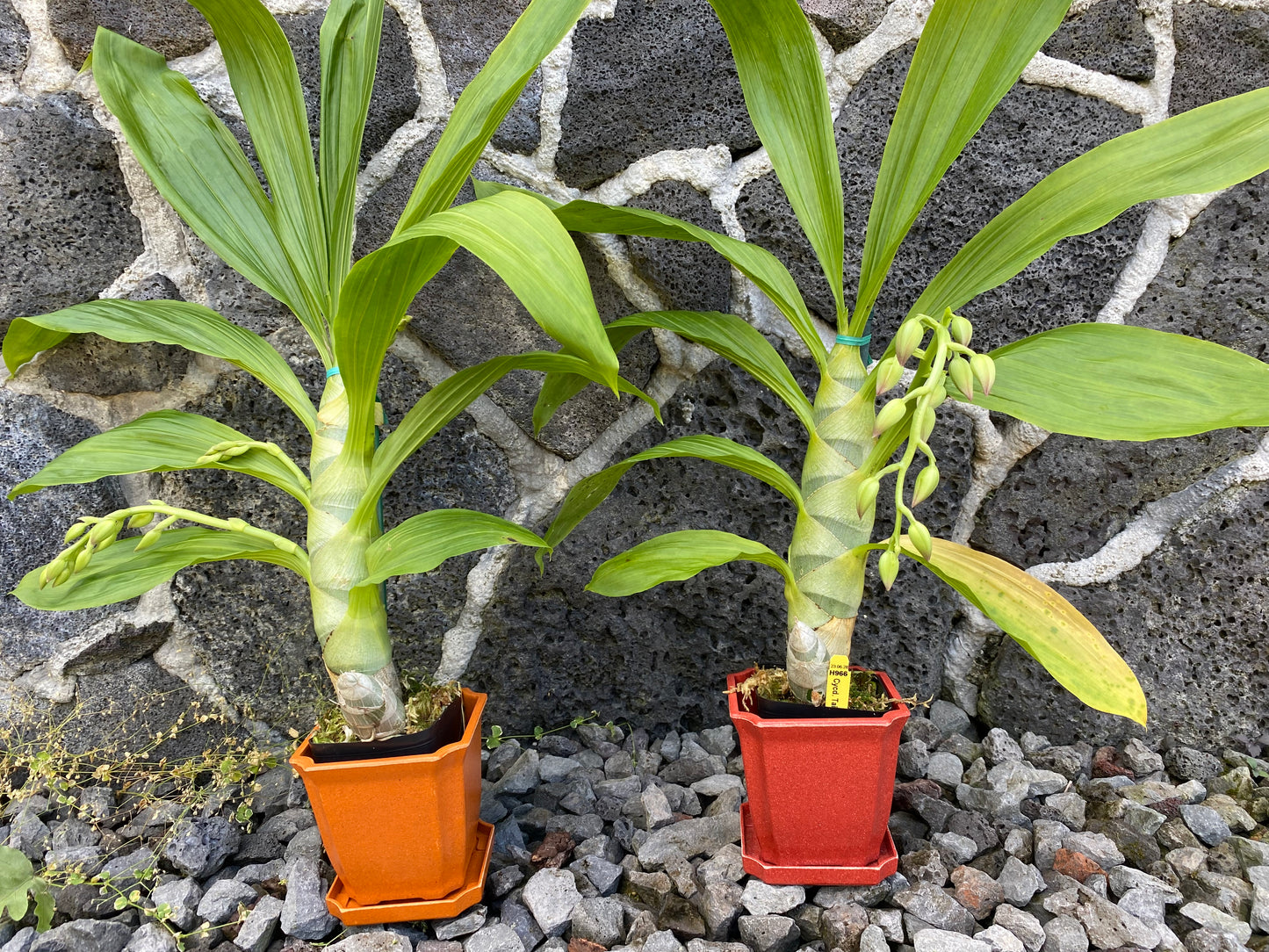 Cycnodes (Cycd.) Taiwan Gold ‘Orange’ with Eco Pot