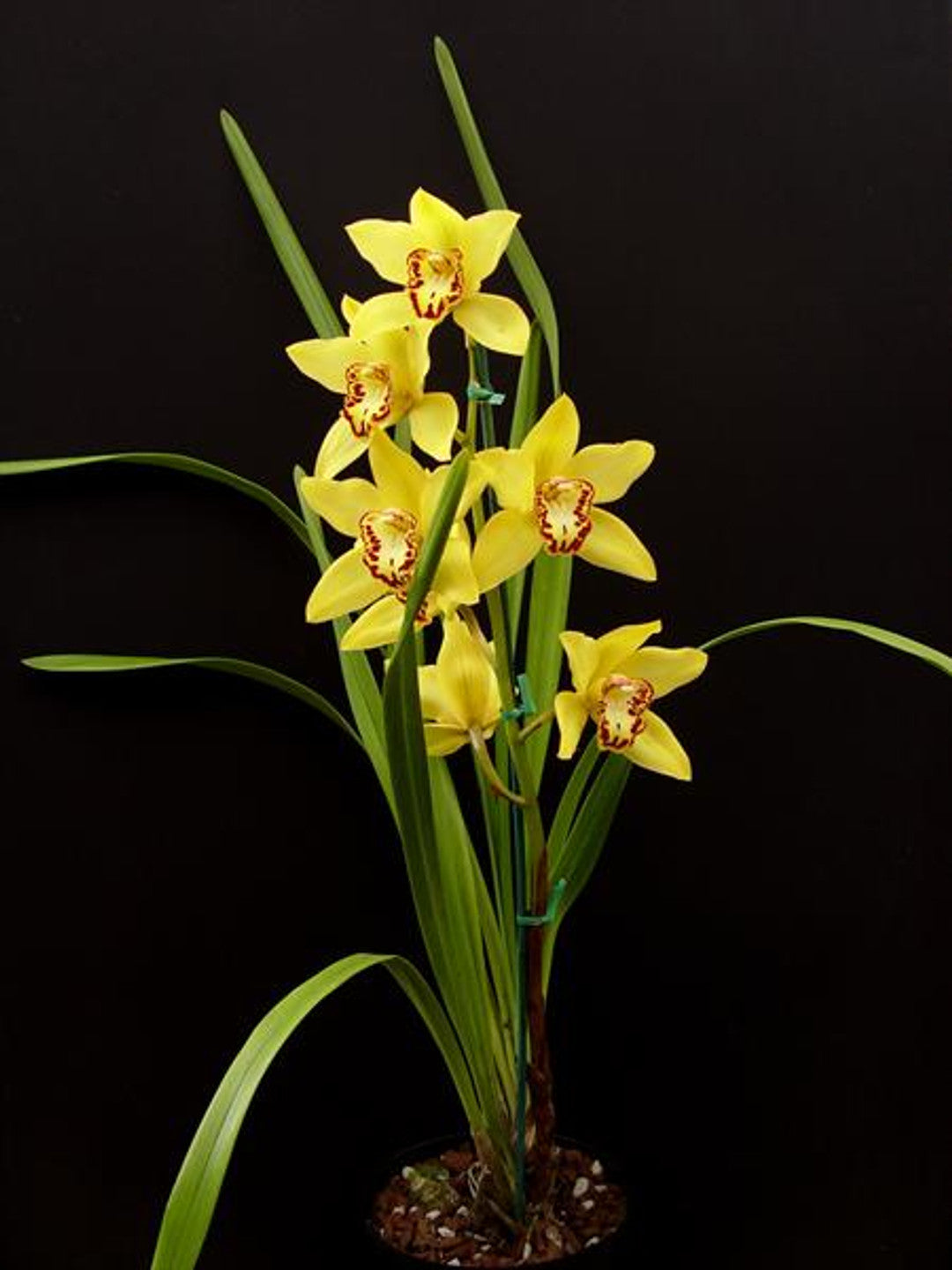 Cym. Milton Carpenter 'Everglades Gold' AM/AOS