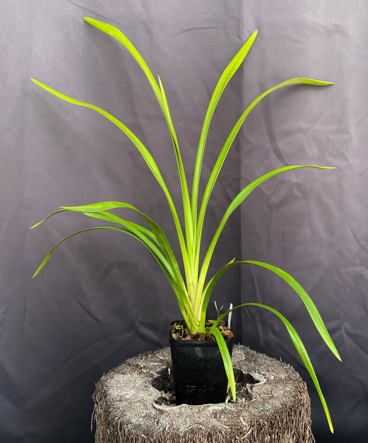 Cym. Milton Carpenter 'Everglades Gold' AM/AOS