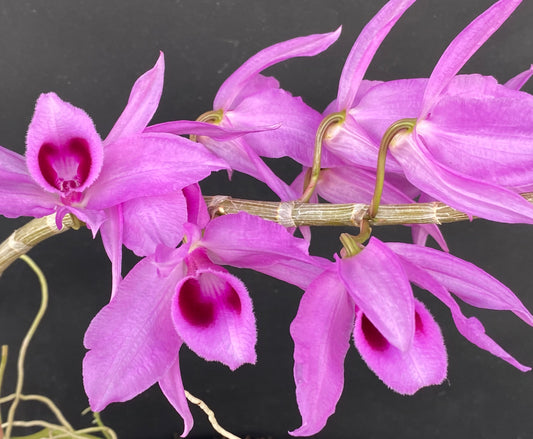 Den. anosmum 'Large Flower x Purple'