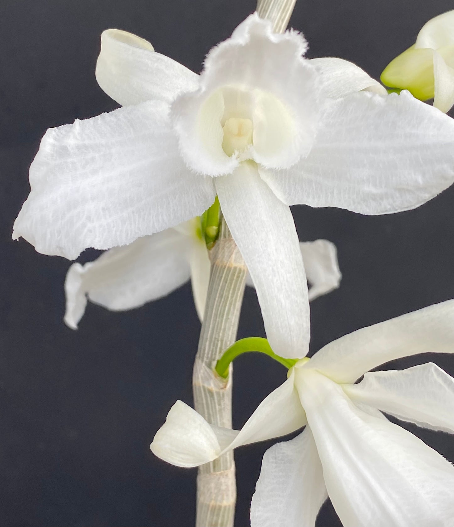Den. anosmum 'Antone'
