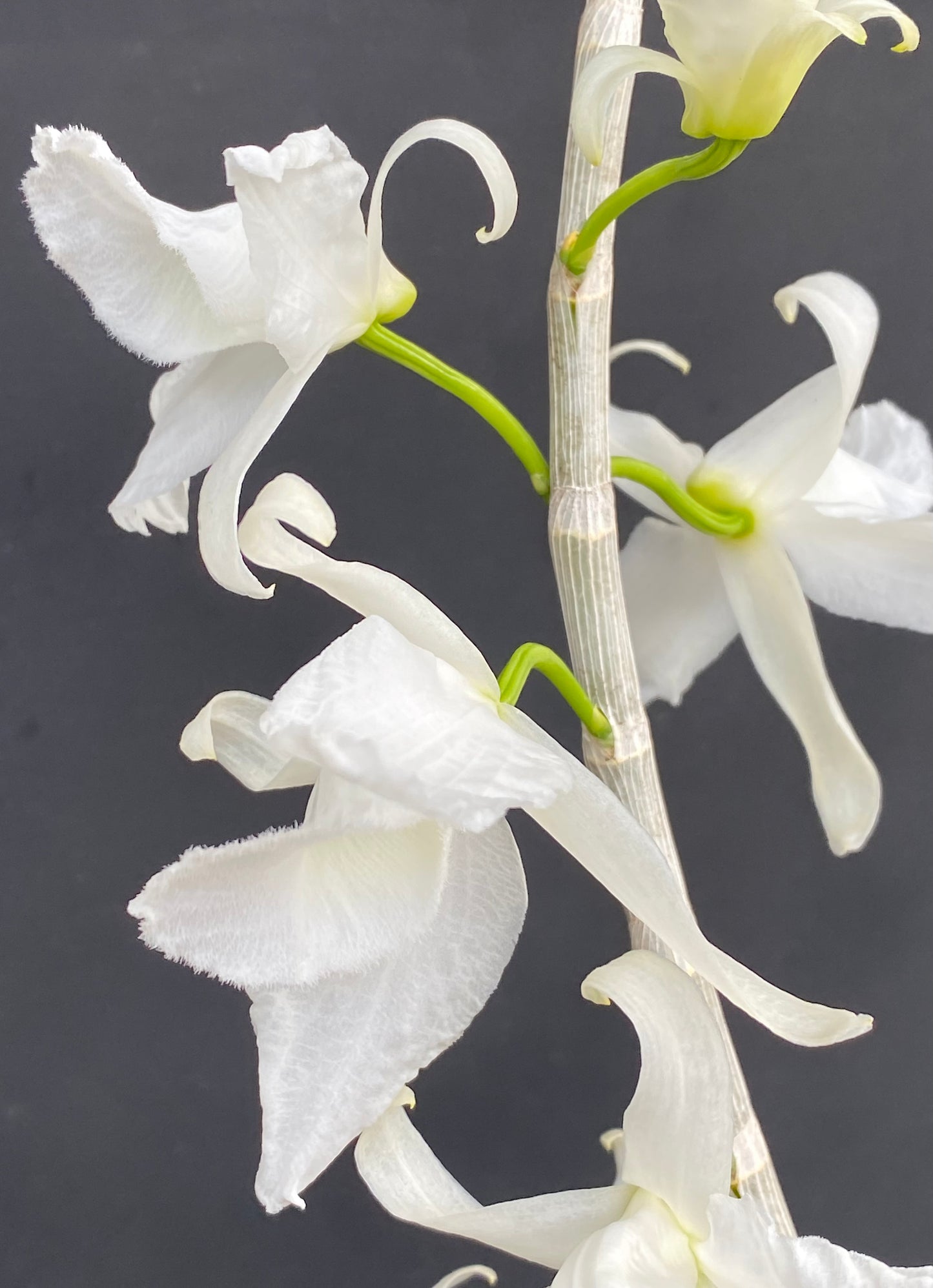 Den. anosmum 'Antone'