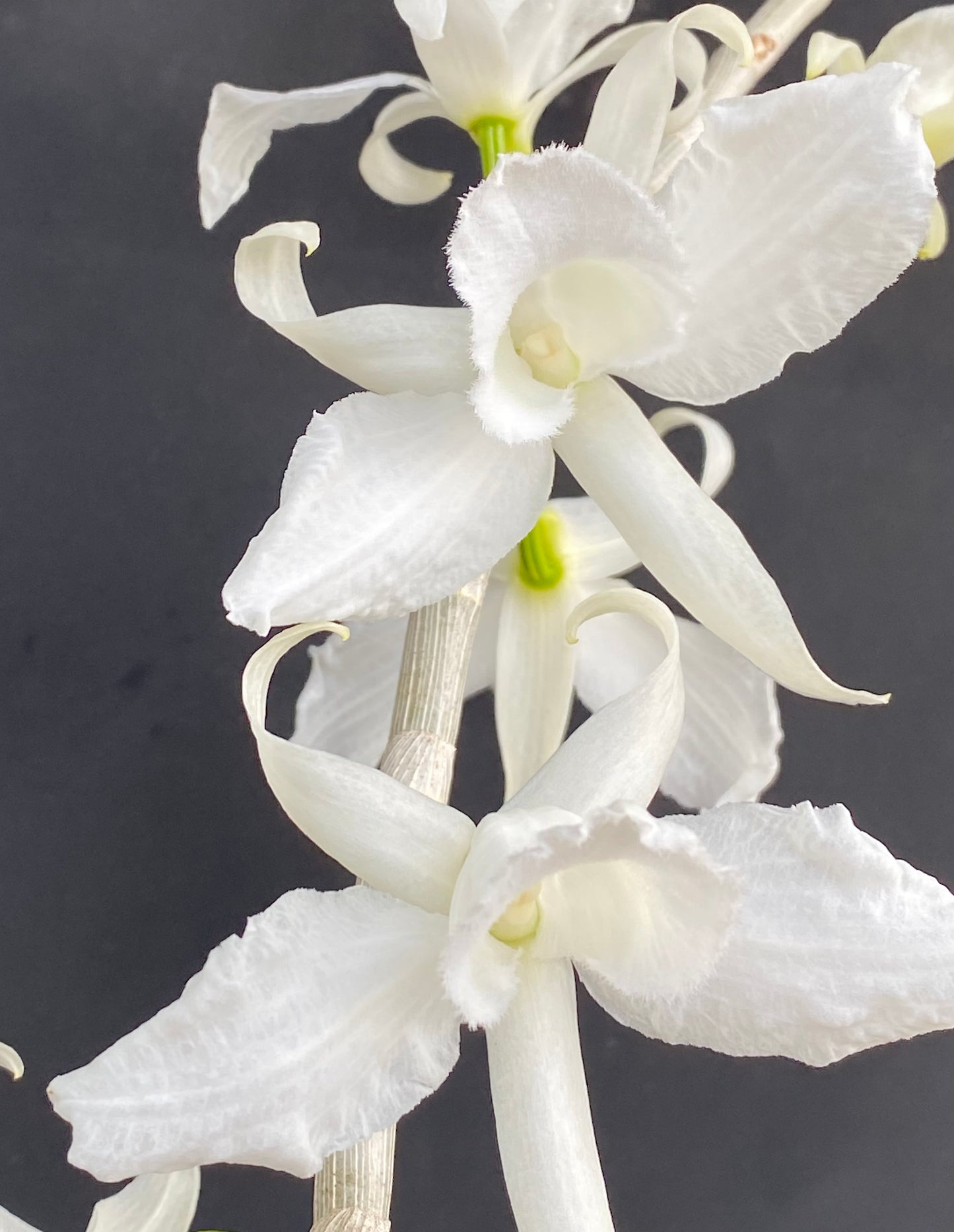 Den. anosmum 'Antone'