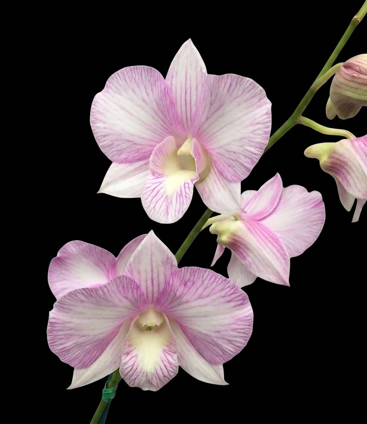 Den. Burana Pink Pearl