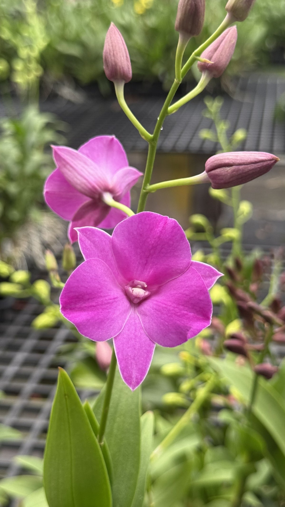 Den. Classic Gem