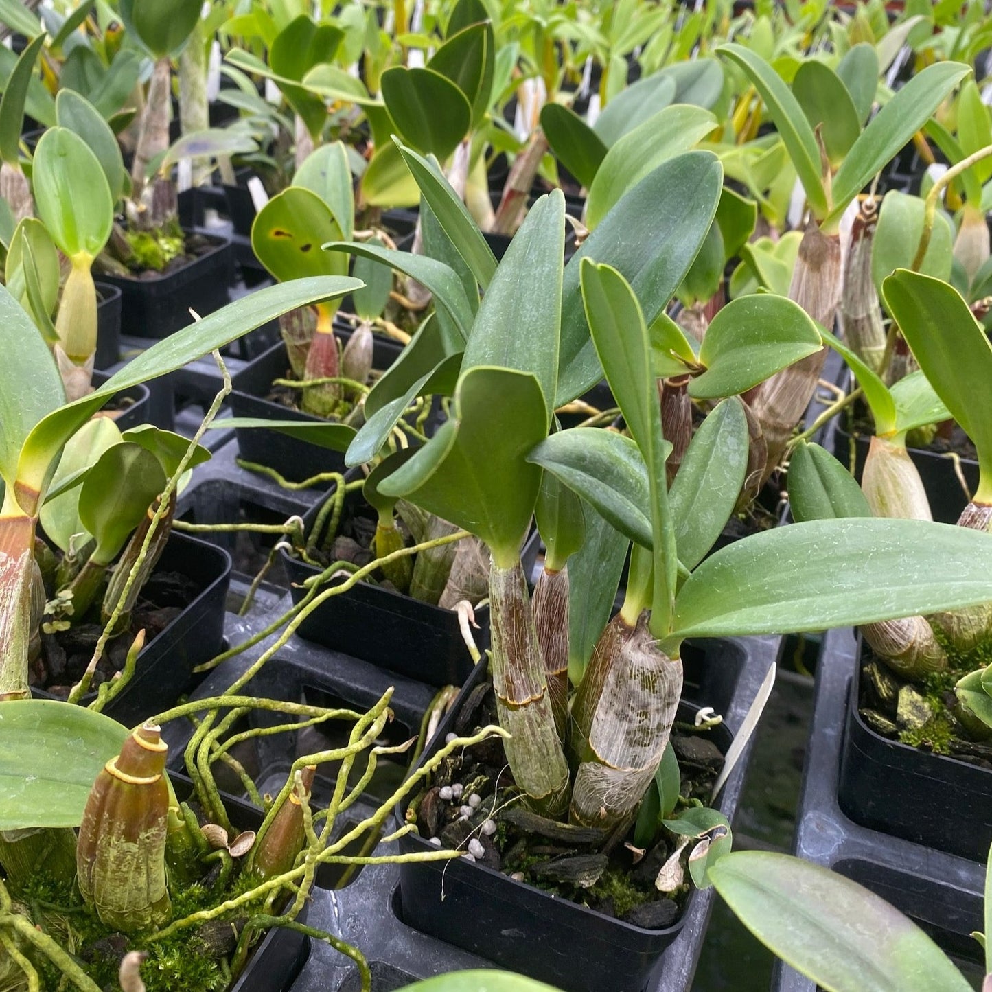 Dendrobium Cosmic Gold