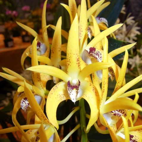 Dendrobium Cosmic Gold