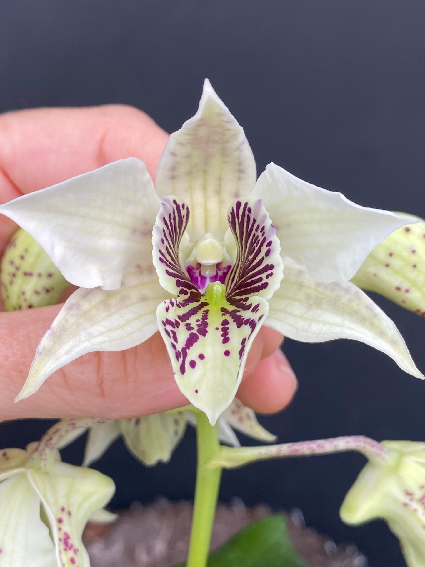 Den. Diane Meyers x Royal Wings