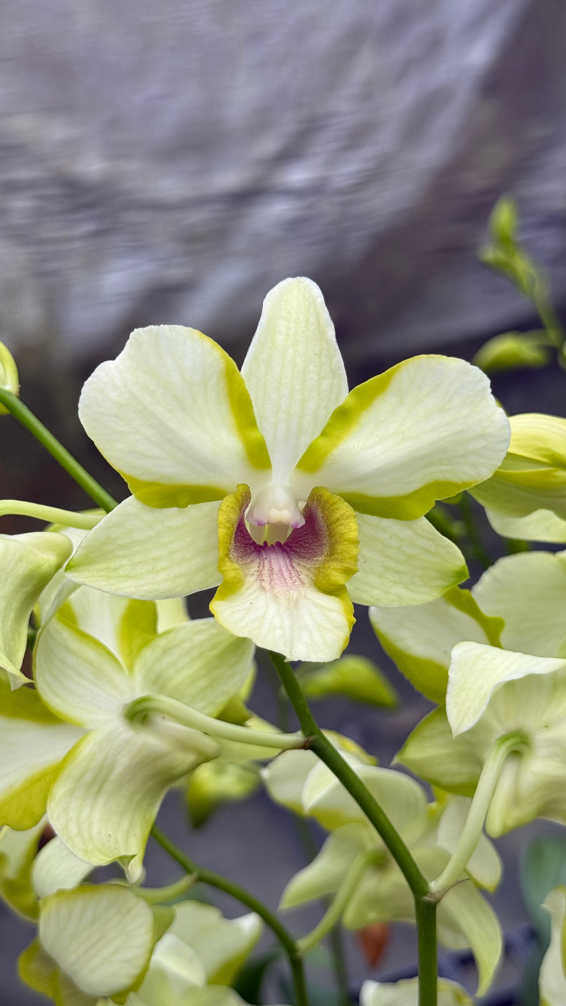 Den. Dragon Jade – Kalapana Orchid Farm