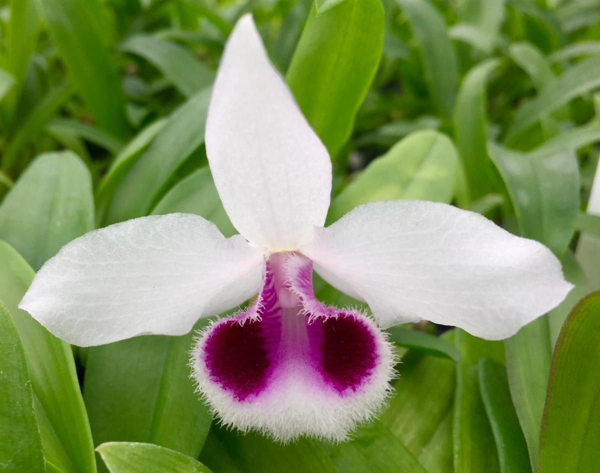 White and purple Hono Hono Dendrobium flower potted orchid plant Hawaii