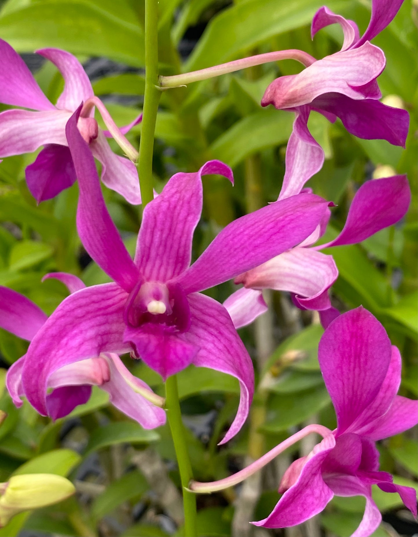 Assorted Dendrobium with Eco Pot