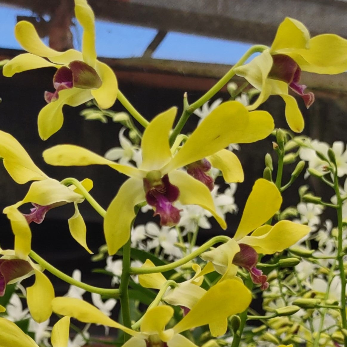 Dendrobium (Den.) Karie Wakida x Mariner's Gold