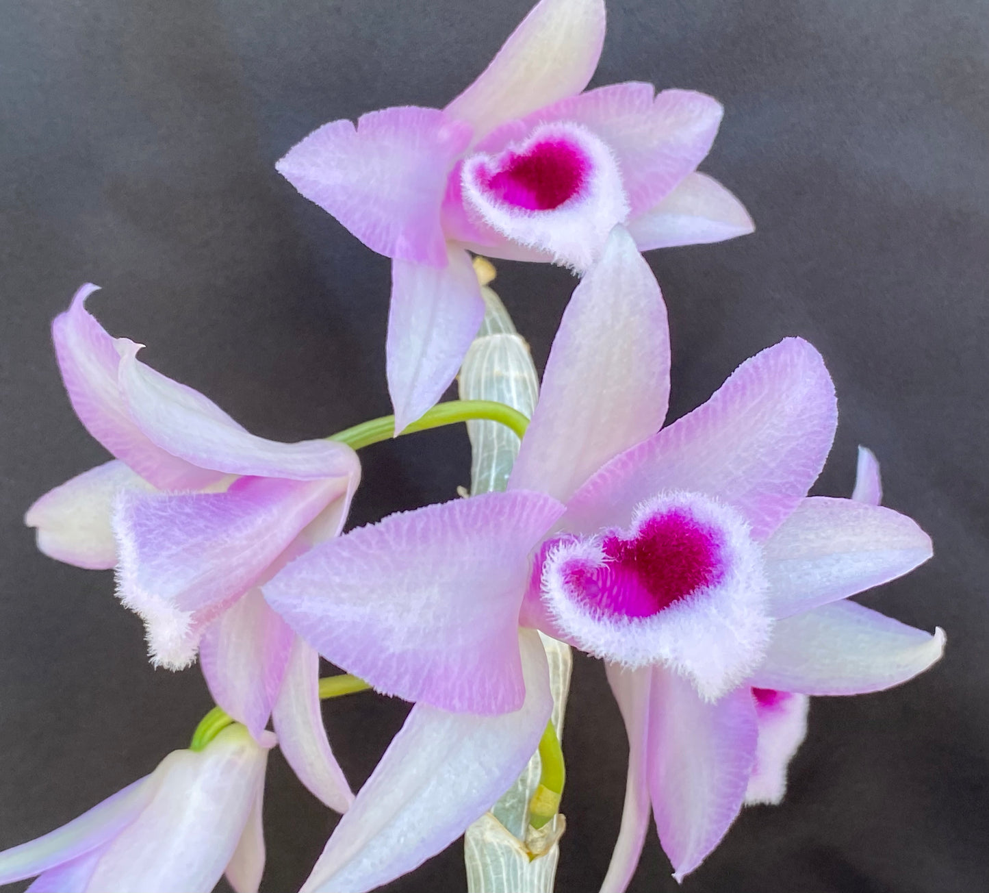 Den. anosmum 'Little Sweet Scent'